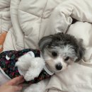 똥꼬네 | 강아지 똥꼬스키 이유? 항문낭 케어로 딱 좋은 닥터리코 스쿠팅 후기