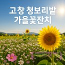 영화농장 | 가을 고창 여행, 학원농장 청보리밭 메밀꽃 축제 다녀왔어요