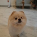 프로펫샵 이미지