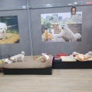 왕왕애견샵 이미지