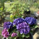 인동할매민박 이미지