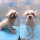 59펫살롱 이미지