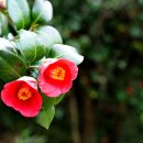 광양 옥룡사지 이미지