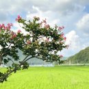 리리포레스트 이미지