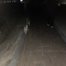 달려라카센타