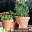 엔티크 독 이미지