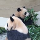 판다