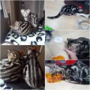 벨라 그루밍 이미지