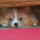 포산동물병원 이미지