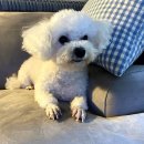 가평숯불막국수