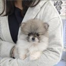 이쁜강아지 이미지