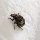 여사친PC 이미지