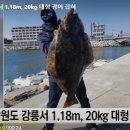 강원도 강릉서 1.18m, 20kg 대형 광어 잡혀 ㄷㄷ.gisa 이미지