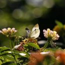 나비야놀자 이미지