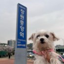 창원중앙역관광안내소 | 🐶 강아지와 [진해군항제] 다녀온 후기 🌸 / 🚅 경산-진해 기차 타고 진해군항제 가는 법