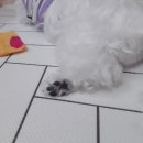 도그아이 이미지