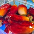 믿음 | 수원 대방어 수원농수산물시장 대방어 믿음수산 후기