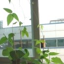 innobus 이미지