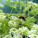 건들내민박 이미지