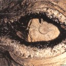 광고기획나무