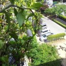 [다]시 찾아온 6월 화사한 베란다 정원의 평[화] 이미지