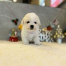 도그마루 강아지고양이 의정부노원점 이미지