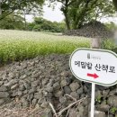 와흘메밀마을 이미지