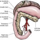 우리덕구동물병원 이미지