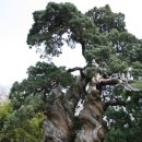 1000년 묵은 송광사 향나무 이미지