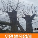여주-1063 이미지