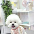 강실장펫살롱 이미지