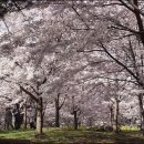 3월제주 왕벚꽃축제, 부산 삼락공원벚꽃축제 이미지