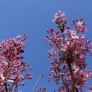 수수꽃다리 이미지