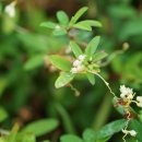 갯실새삼Cuscuta chinensis Lam. 이미지