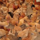 고려농장 이미지