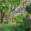 살구나무집민박 이미지