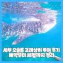 세부 오슬롭 고래상어 투어 후기 예약부터 체험까지 정리