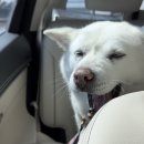 하얀쉼터 | 강아지랑 촌캉스! 견종, 무게 차별 없는 화성 참쉼터