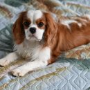 소풍애견미용 이미지