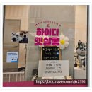우리 펫 살롱 | [부산고양이미용 후기] 우리 냥이도 힐링받는 날 하이디 펫살롱 펫스테이션점 방문기