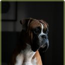 믿음동물병원 이미지