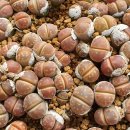 시아농장 이미지