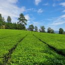 보림제다 이미지