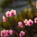 먹뱅이골 이미지