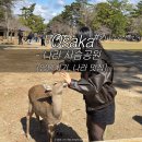 하얀울공원 | 오사카 나라 당일치기, 나라 사슴공원 11시 방문 센베 있음! 카마이키 우동 맛집 추천과 후기