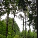 다락 제18차정기트레킹.장성축령산편백나무치유의숲. 이미지
