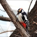 통큰딱따구리 이미지