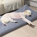 엔조이펫 | 경기도 여주 펫엔조이 오학점 | 반려동물 셀프 목욕 🛁🧼