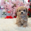 프롬퍼피 이미지