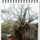 강화읍-14 이미지